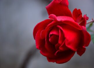 Czy wieczna róża jest prawdziwa?